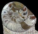 Fossil Goniatite & Orthoceras Sculpture - #62376-3
